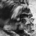 LIONS 12