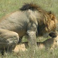 Lion sex