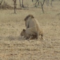 hummping lions
