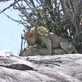 lion mating 1