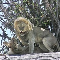 lion mating 2