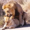 lion_mating_picture.jpg