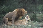 lion mating serengeti 3 tanzania 2002