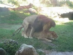 lions deeply in love