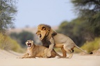 lions mating 1616875i