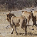 maned-lioness-2.jpg