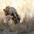 mating lions lg