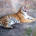 Tiger Yawning by jgartland13
