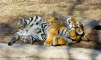 tiger180 by redbeard31