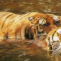 TigerSwimming