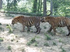 Tigers 224