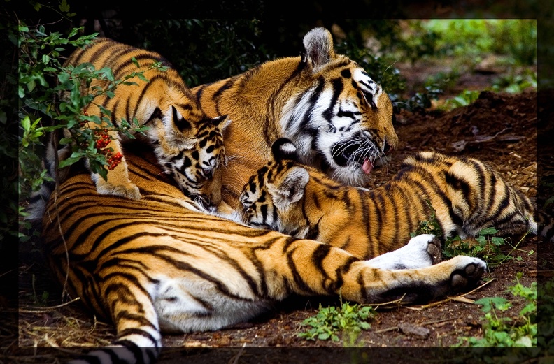 tiger_family_by_miezbiez.jpg