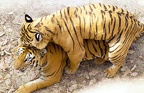 tigers mating