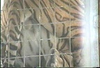 tigers mating closeup
