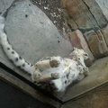 The Elusive Snow Leopard by Vampyre Yuki