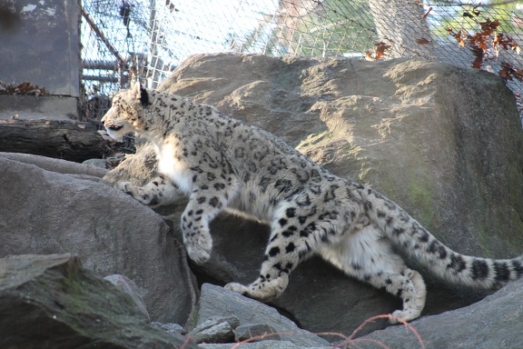 snowleopard1