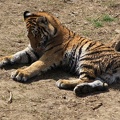 Tiger5_by_NiccyNightmare.jpg