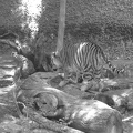 Tiger 8 Denver Zoo no 14 by antimonyblack
