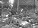 Tiger 8 Denver Zoo no 14 by antimonyblack
