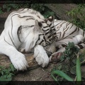 White Tiger Resting by rikkuumezawa