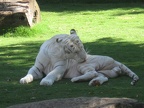 White Tiger by Heni1