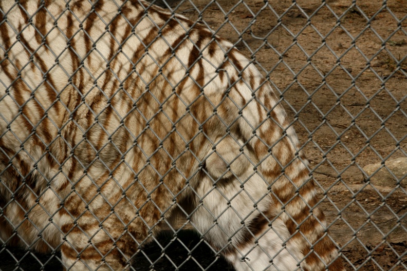 White_tiger_balls_-_fence.JPG