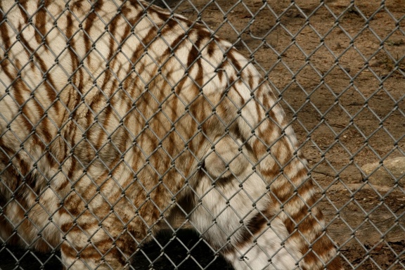 White tiger balls - fence
