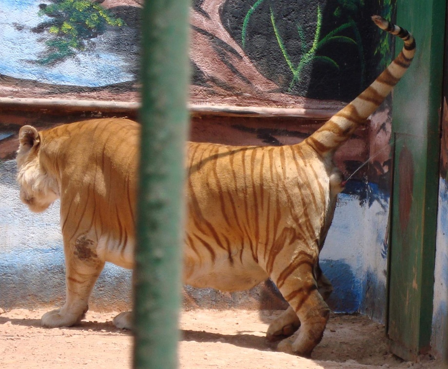 male tiger 0165