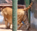 male tiger 0167