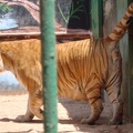 male tiger 0174