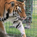 Tigers at WHF Headcorn Kent