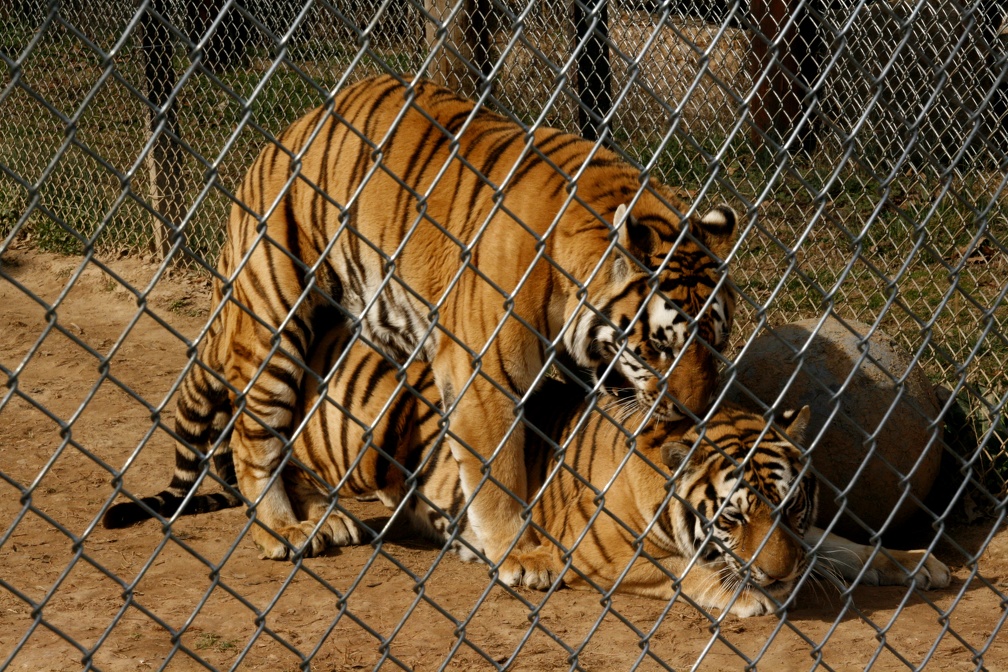 Tigers mating - fence