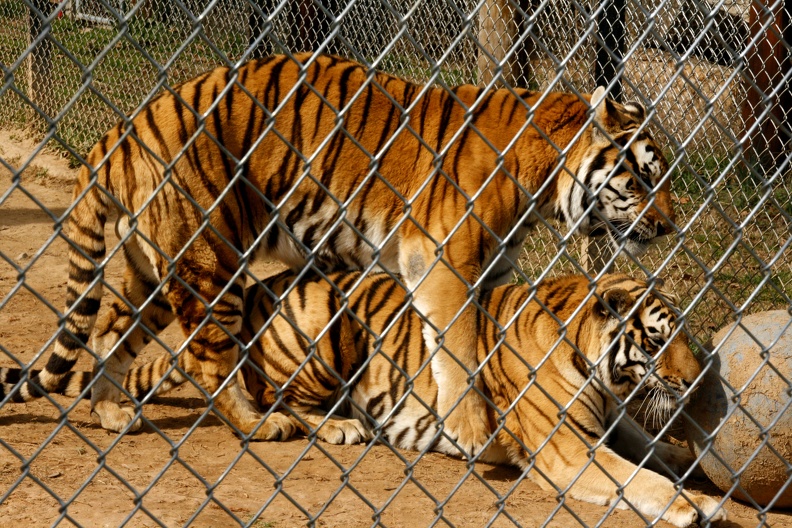 Tigers_pre_mating_1_-_fence.JPG
