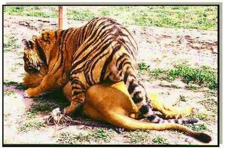tiger-lion.jpg