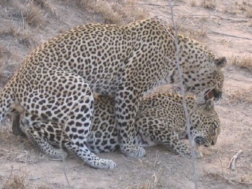 african_leopards_06_sep_2005_pic1_001.jpg