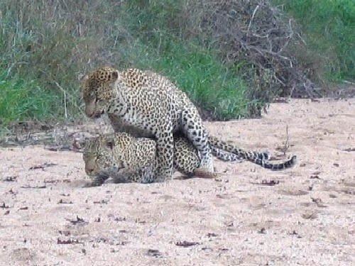 african_leopards_09_dec_2004_pic4_001.jpg