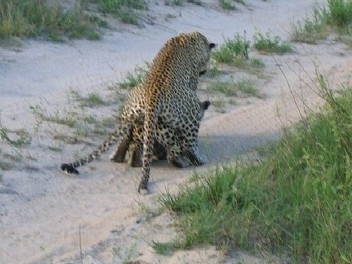 african_leopards_13_dec_2004_pic3_001.jpg