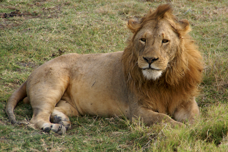 Lion_Ngorongore_Crater_by_tanzafari.jpg