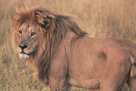 lion Shindi Lion 05