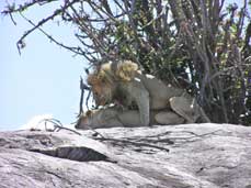 lion mating 1