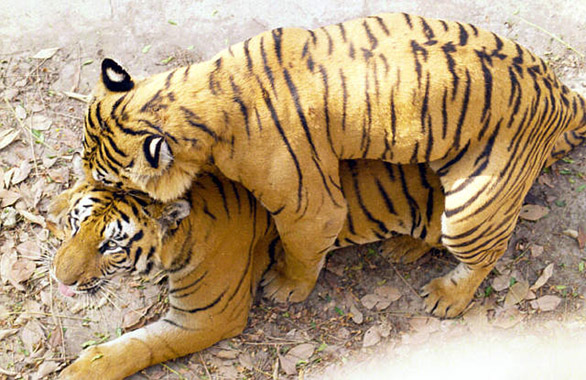 tigers mating