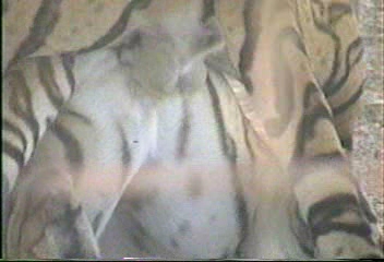 tigers mating2