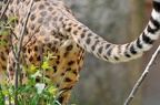 Peeing Female Cheetah 2
