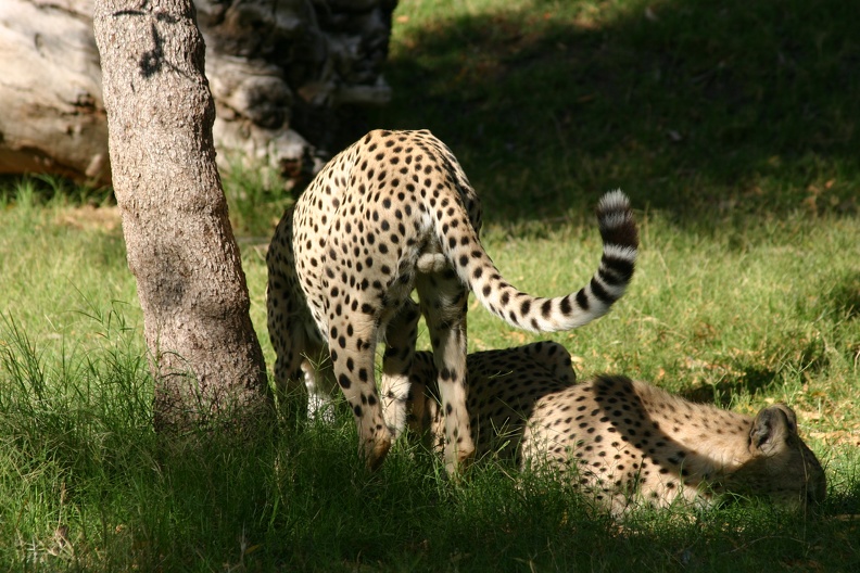 Cheetah3.jpg