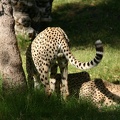 Cheetah3