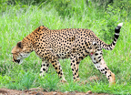 CheetahPenis1