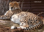 Cheetah m1 c