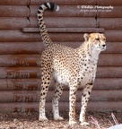 Cheetah p c