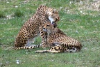 cheetahsgrooming