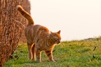 Tomcat marking the bushes at sunset